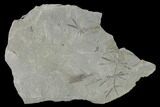 Pennsylvanian Fossil Horsetail (Annularia) Plate - Kentucky #158832-1